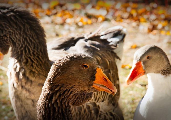 法国水貂新冠,病毒变异场与人类干预的伦理困境 法国水貂新冠,病毒变异场与人类干预的伦理困境