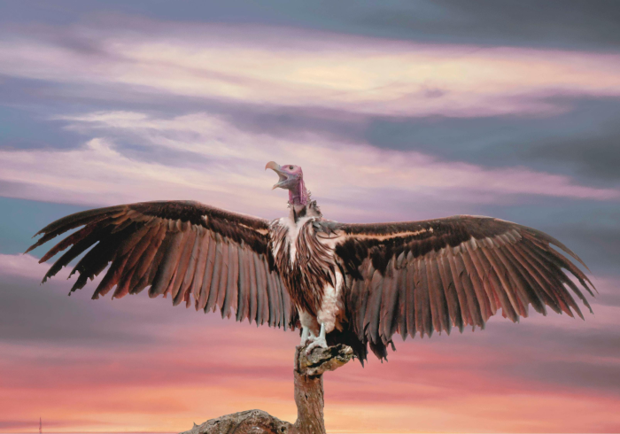 以生命赴使命,用大爱护苍生 以生命赴使命,用大爱护苍生