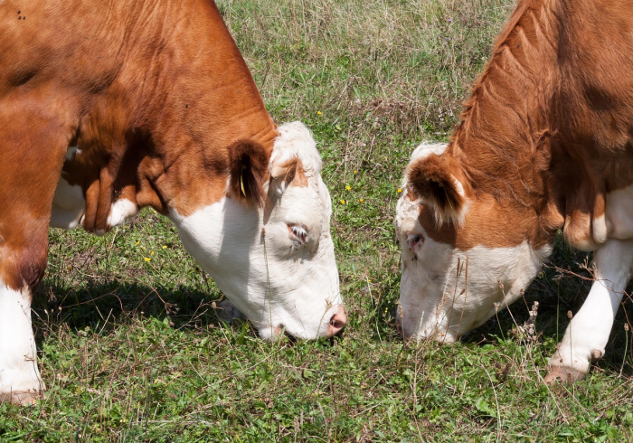 房卡必备教程“微信牛牛群斗牛群”房卡链接获取 房卡必备教程“微信牛牛群斗牛群”房卡链接获取