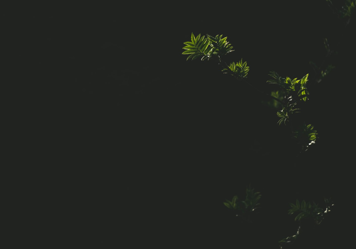 绿码在手,心安即自由 绿码在手,心安即自由