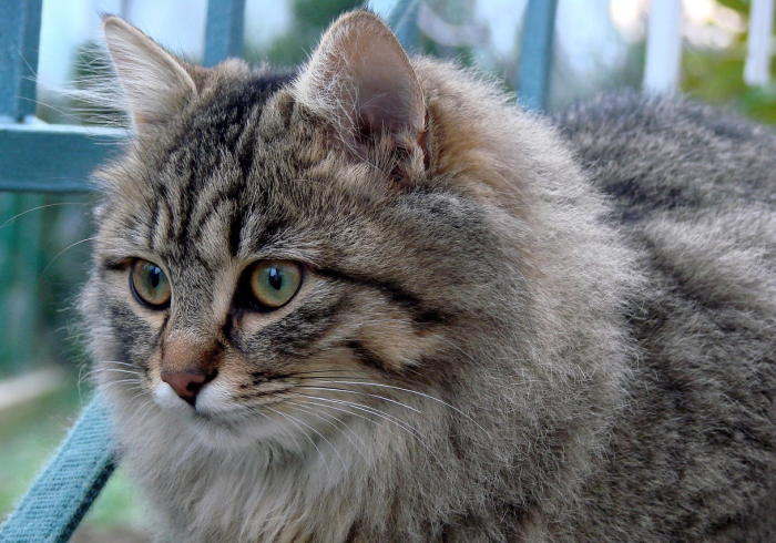 秒懂百科“斗牛房卡怎么购买”房卡怎么购买 秒懂百科“斗牛房卡怎么购买”房卡怎么购买