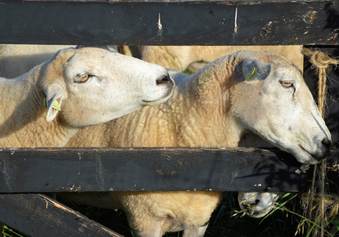 秒懂教程“微信牛牛群斗牛群”轻松获取房卡全渠道