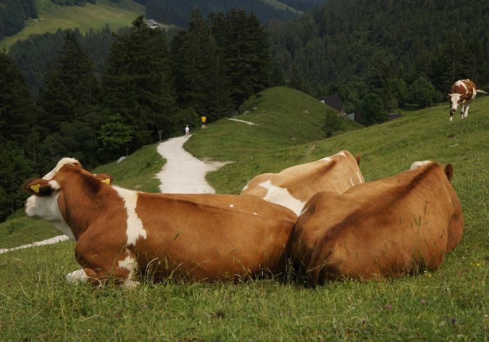 秒懂教程“微信牛牛群斗牛群”轻松获取房卡全渠道