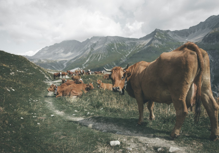 一分钟实测分享“微信牛牛群斗牛群”链接房卡在哪里获取