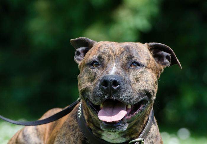 玩家攻略“斗牛房卡牛牛房卡”详细房卡教程