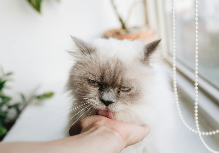 一分钟介绍使用“微信斗牛房卡怎么来的”详细房卡教程 一分钟介绍使用“微信斗牛房卡怎么来的”详细房卡教程