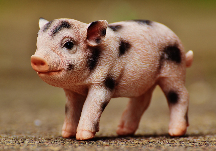 猪价迷局,2023年,是猪周期的拐点还是陷阱? 猪价迷局,2023年,是猪周期的拐点还是陷阱?