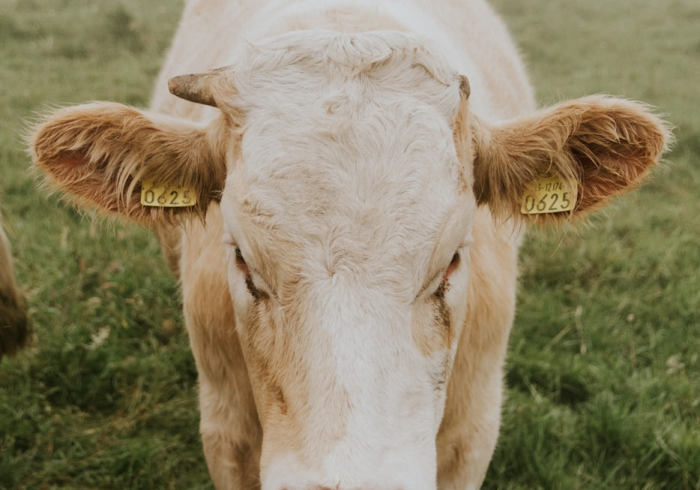 一分钟实测分享“微信牛牛群斗牛群”详细房卡怎么购买教程 一分钟实测分享“微信牛牛群斗牛群”详细房卡怎么购买教程