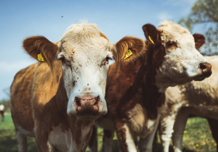 一分钟实测分享“微信牛牛群斗牛群”详细房卡怎么购买教程 一分钟实测分享“微信牛牛群斗牛群”详细房卡怎么购买教程