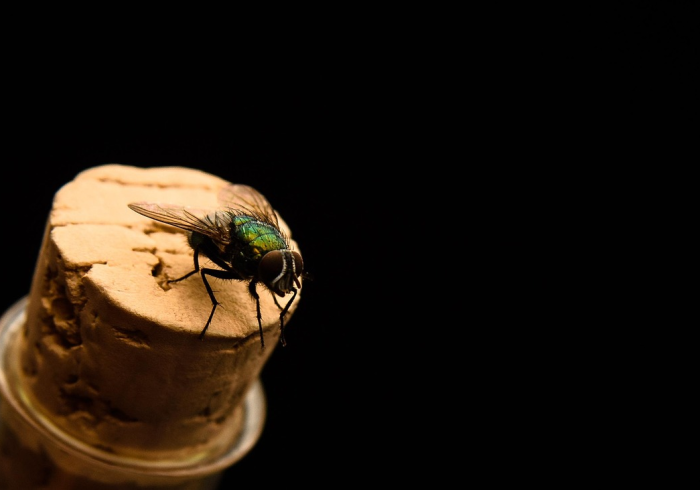 迷雾狩猎蚁,B站上,千万人围观一场昆虫界的权力游戏 迷雾狩猎蚁,B站上,千万人围观一场昆虫界的权力游戏