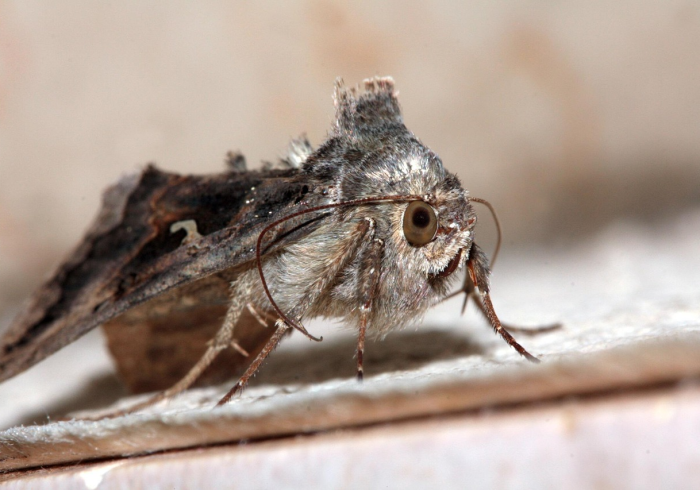 迷雾狩猎蚁,B站上,千万人围观一场昆虫界的权力游戏 迷雾狩猎蚁,B站上,千万人围观一场昆虫界的权力游戏