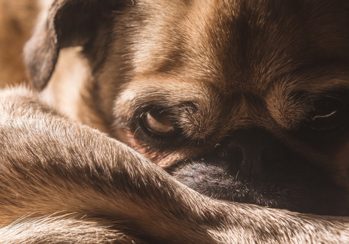 文明养犬,从绳开始,解读上海市养犬管理规定的城市温度与治理智慧 文明养犬,从绳开始,解读上海市养犬管理规定的城市温度与治理智慧