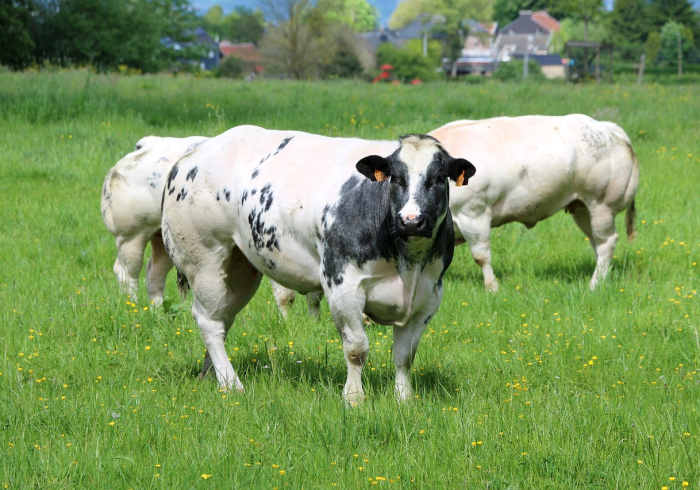 全攻略普及“开牛牛群怎么买房卡”房卡使用教程