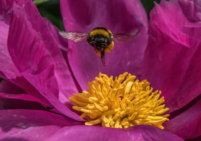 菏泽这几天，牡丹落尽后的寂静与生长